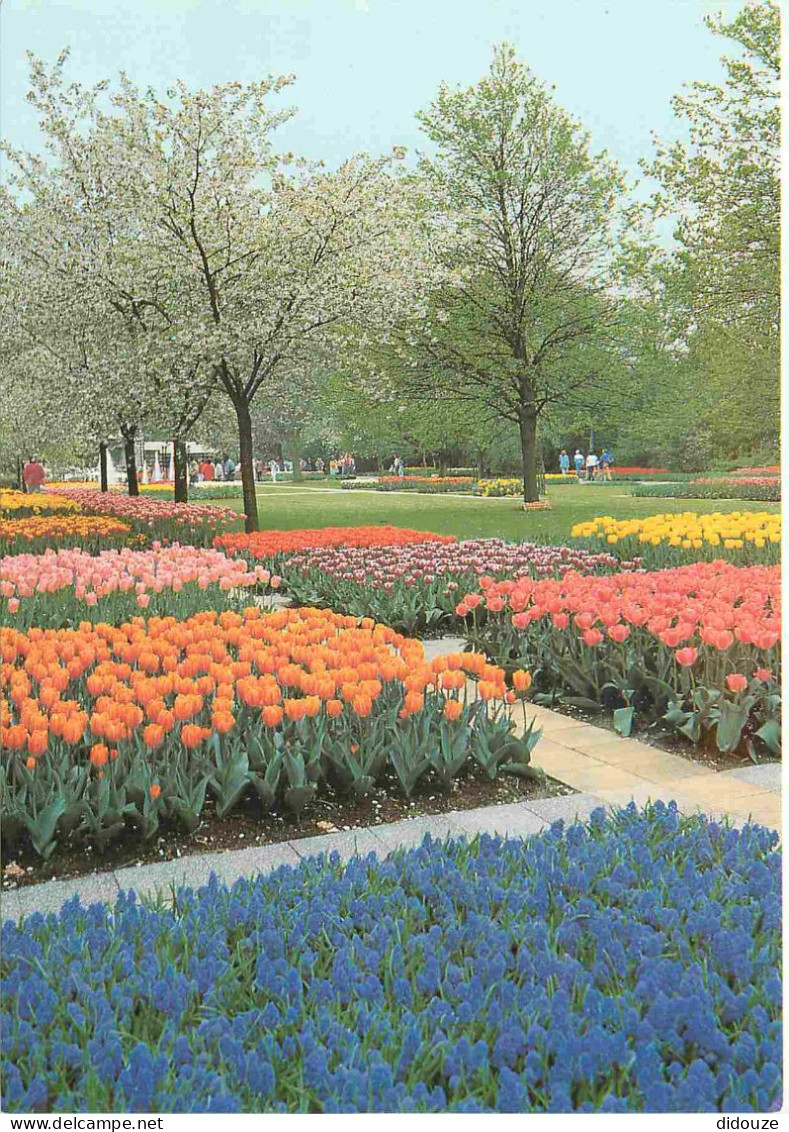 Carte Postale - Pays-Bas - Lisse - Keukenhof - Fleurs - Zuid-Holland - CPM - Voir Scans Recto-Verso