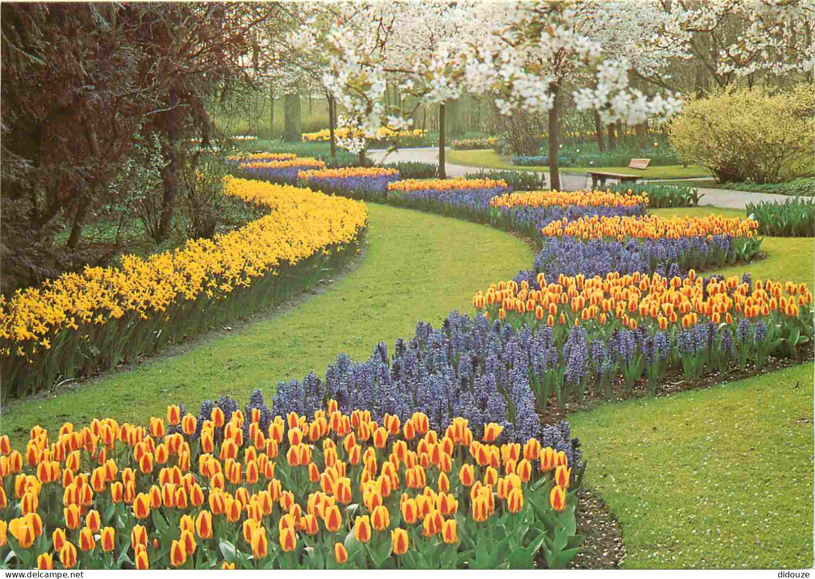 Carte Postale - Pays-Bas - Lisse - Keukenhof - Fleurs - Zuid-Holland - CPM - Voir Scans Recto-Verso