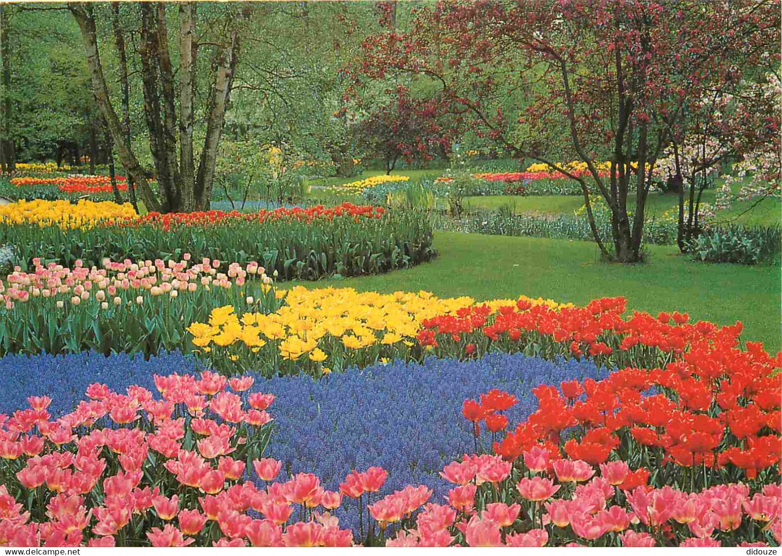 Carte Postale - Pays-Bas - Lisse - Keukenhof - Fleurs - Zuid-Holland - CPM - Voir Scans Recto-Verso