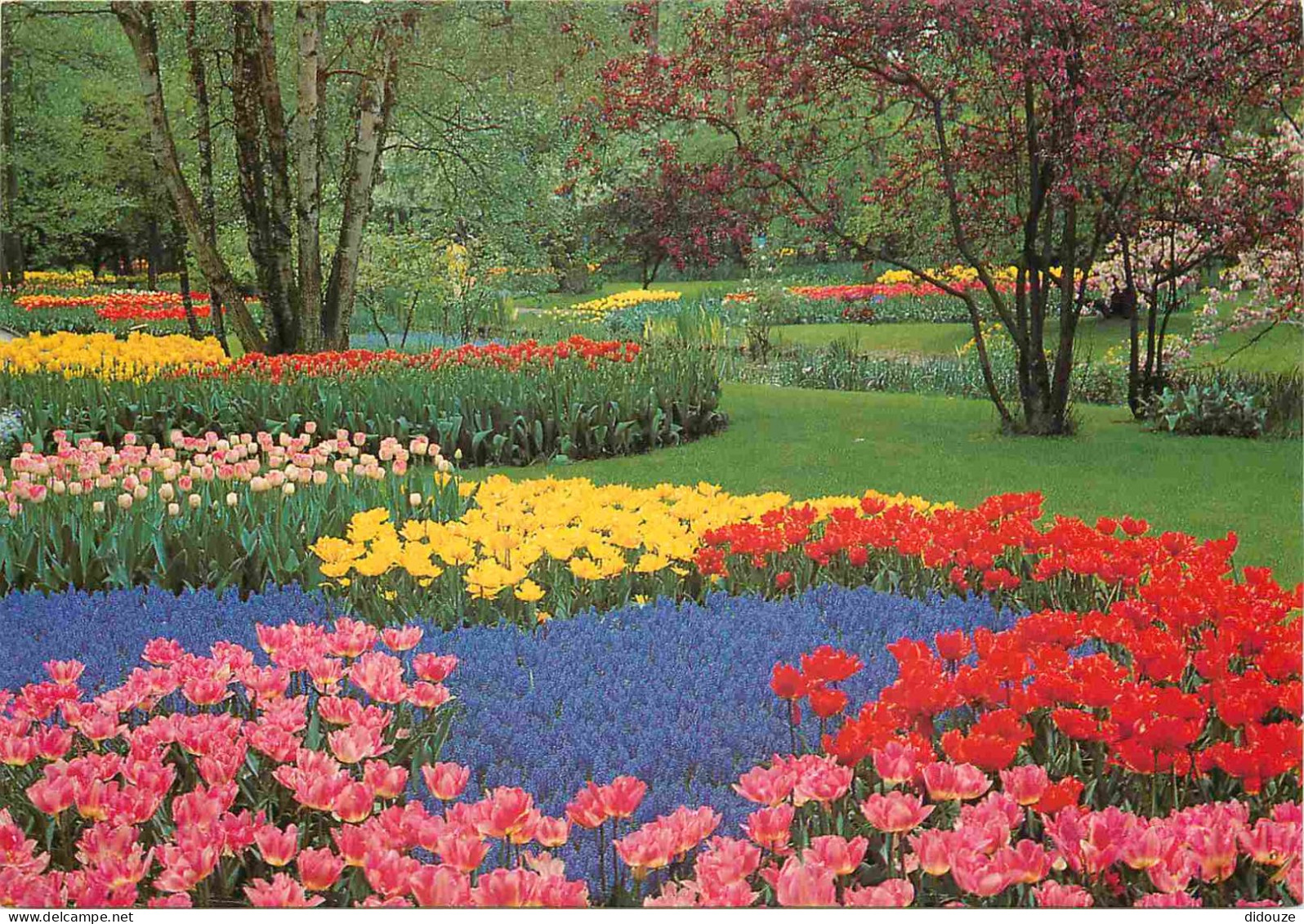 Carte Postale - Pays-Bas - Lisse - Keukenhof - Fleurs - Zuid-Holland - CPM - Voir Scans Recto-Verso