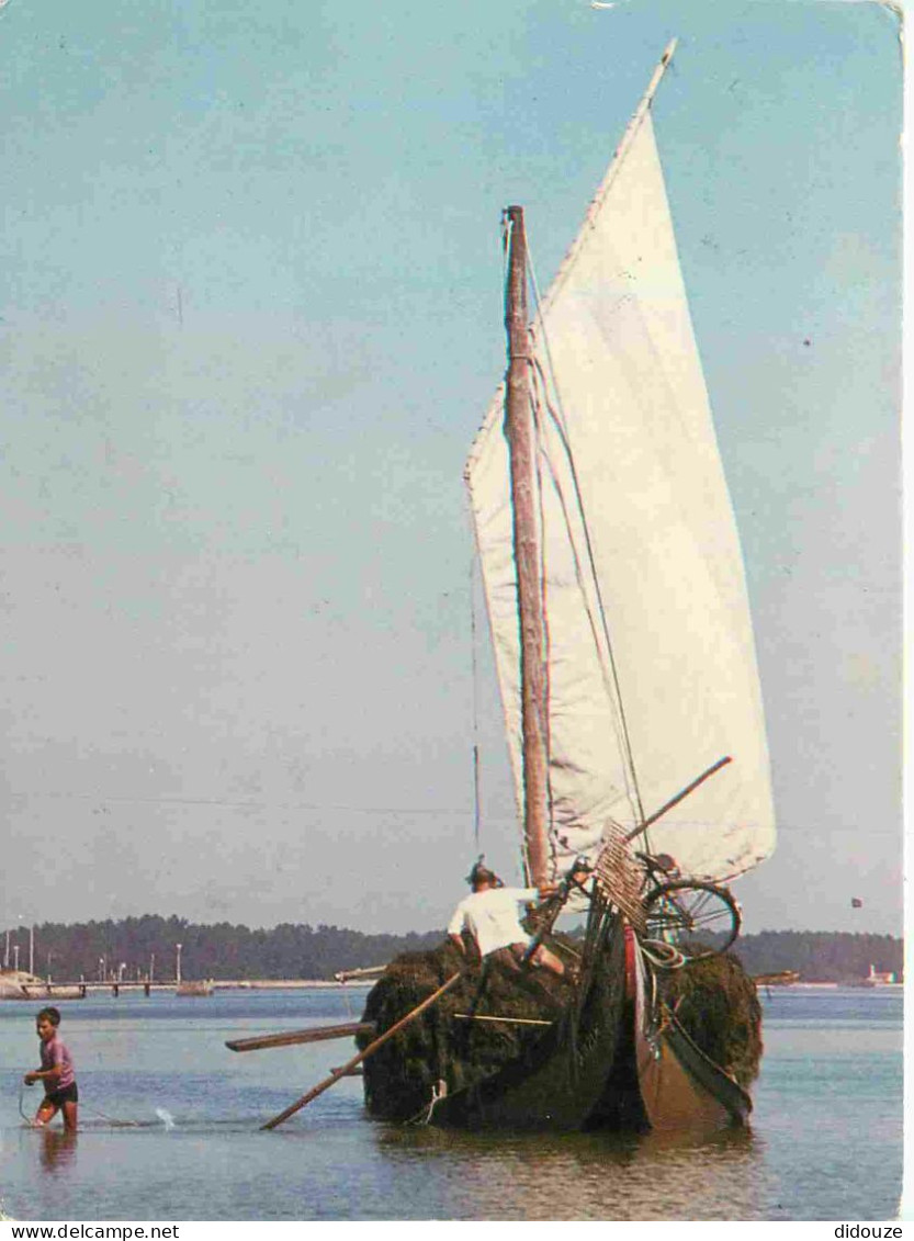 Carte Postale - Portugal - Aveiro - Moliceiro - ramasseur du sargasse - CPM - Voir Scans Recto-Verso - Poscard - Carta P