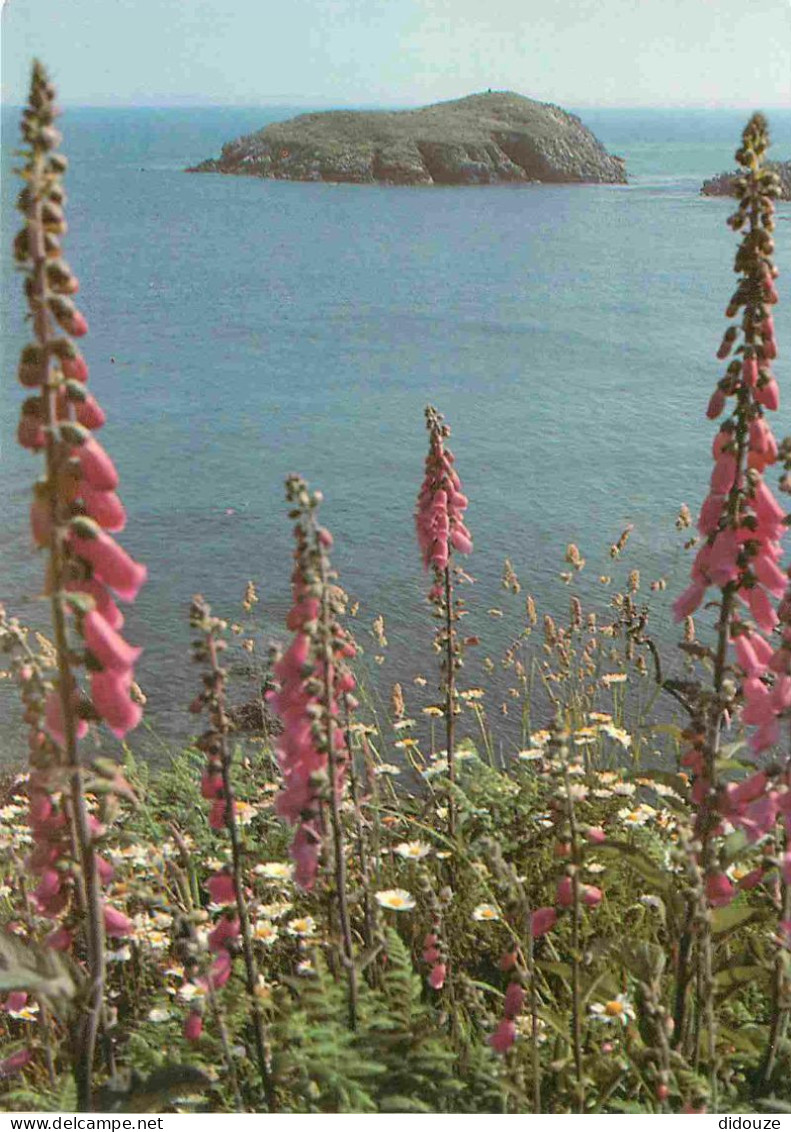 Carte Postale - Royaume-Uni - Pays de Galles - Pembrokeshire coastal path - Pembrokeshire coastal path Dyfed Wales - Fle