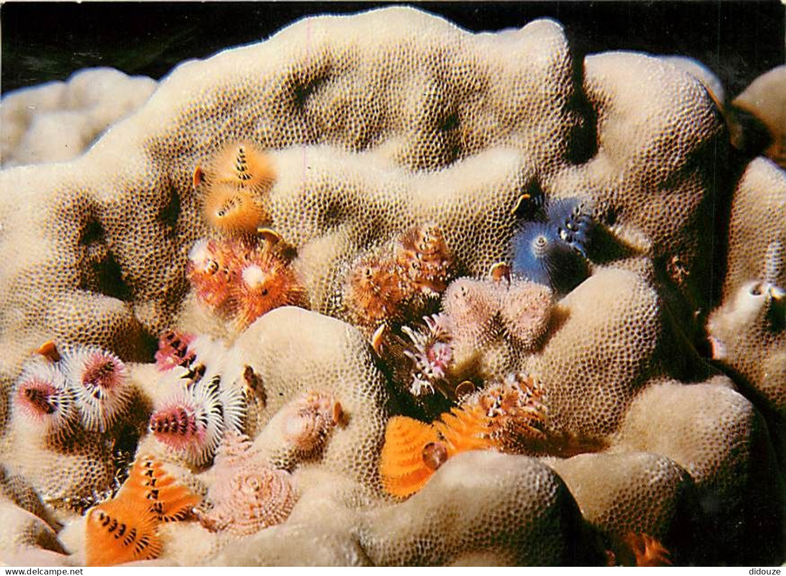 Carte Postale - Tahiti - Poissons exotiques de Tahiti - Annélides tubicoles - Spirobranchus giganteus - CPM - Carte Neuv