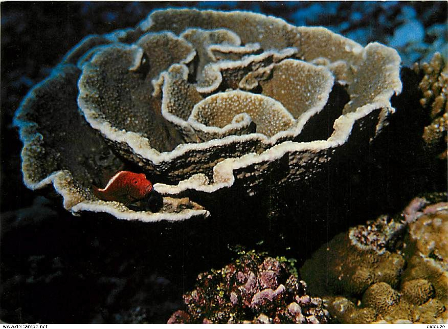 Carte Postale - Tahiti - Poissons exotiques de Tahiti - Epervier de Corail - Paracirrhites arcatus - CPM - Carte Neuve -