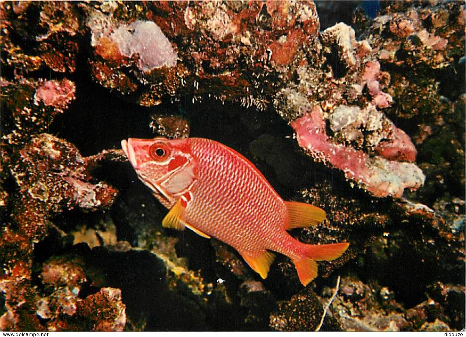 Carte Postale - Tahiti - Poissons exotiques de Tahiti - holocentrus spinifer - apaï - CPM - Carte Neuve - Voir Scans Rec