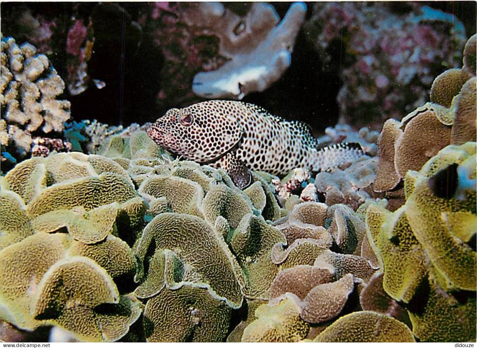 Carte Postale - Tahiti - Poissons exotiques de Tahiti - Loche mouchetée - Epinephelus tauvina - CPM - Carte Neuve - Voir