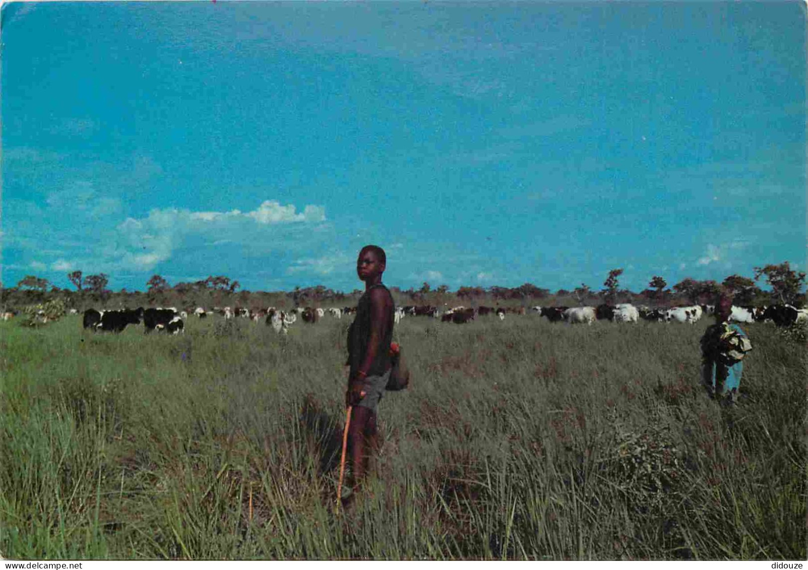 Carte Postale - Togo - Nord togo - Scène pastorale - Vaches - CPM - Voir Scans Recto-Verso