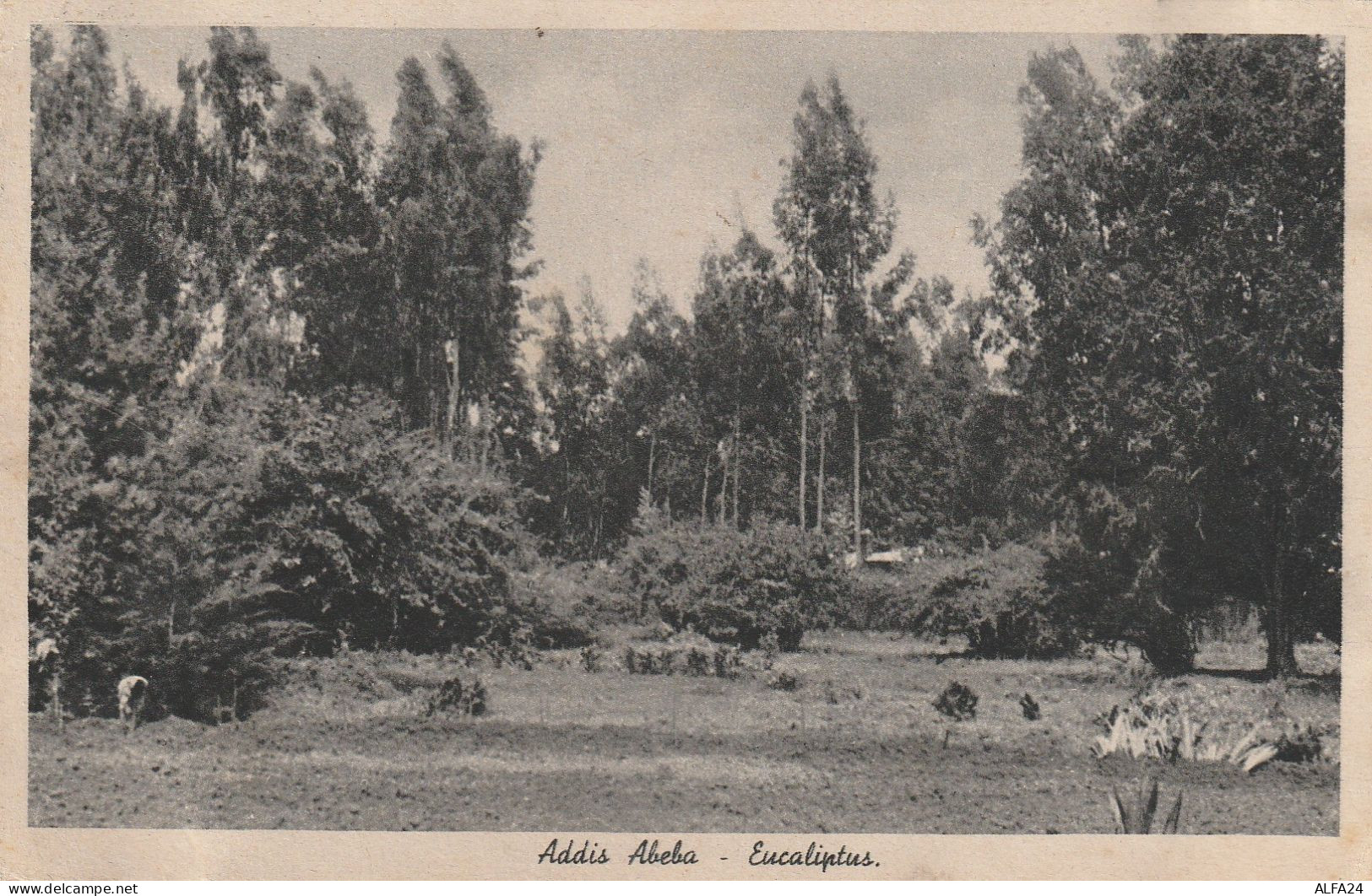 CARTOLINA ADDIS ABEBA ETIOPIA (angoli marcati) (XS2800