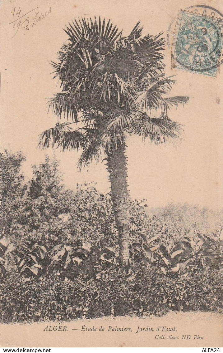 CARTOLINA ALGER ALGERIA (V_3642