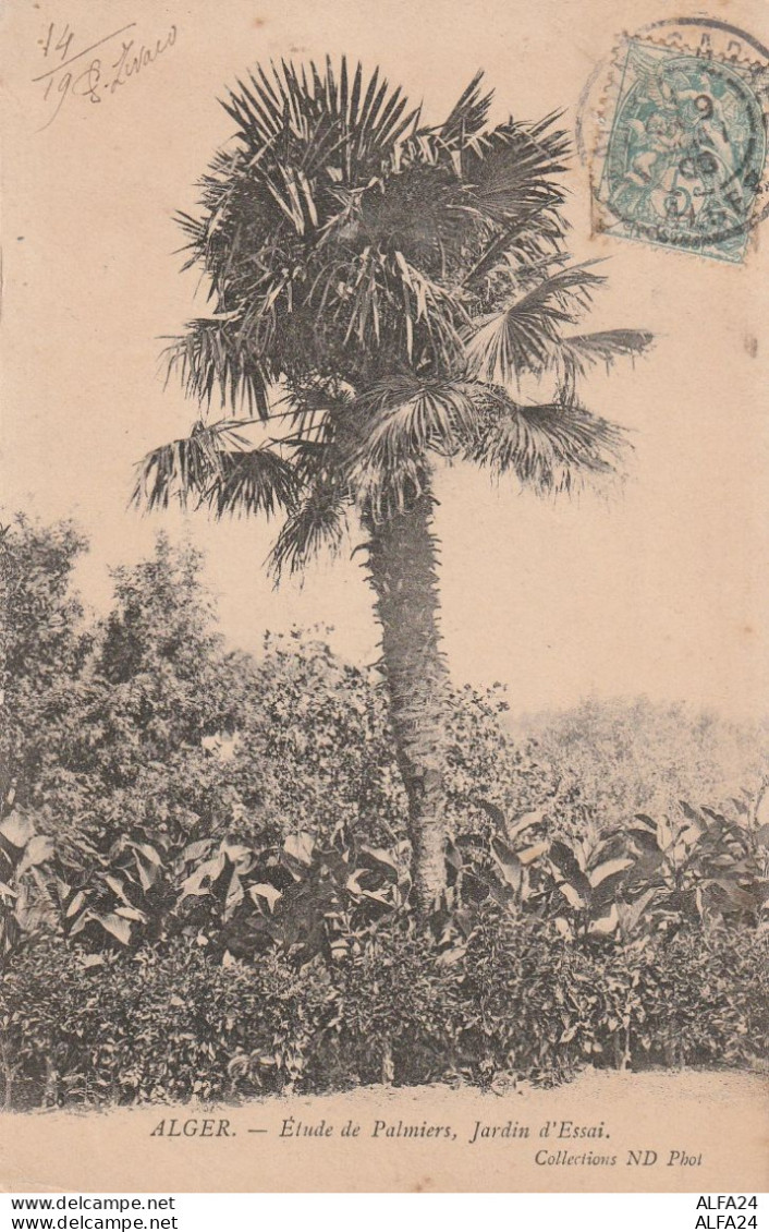 CARTOLINA ALGER ALGERIA (V_3642