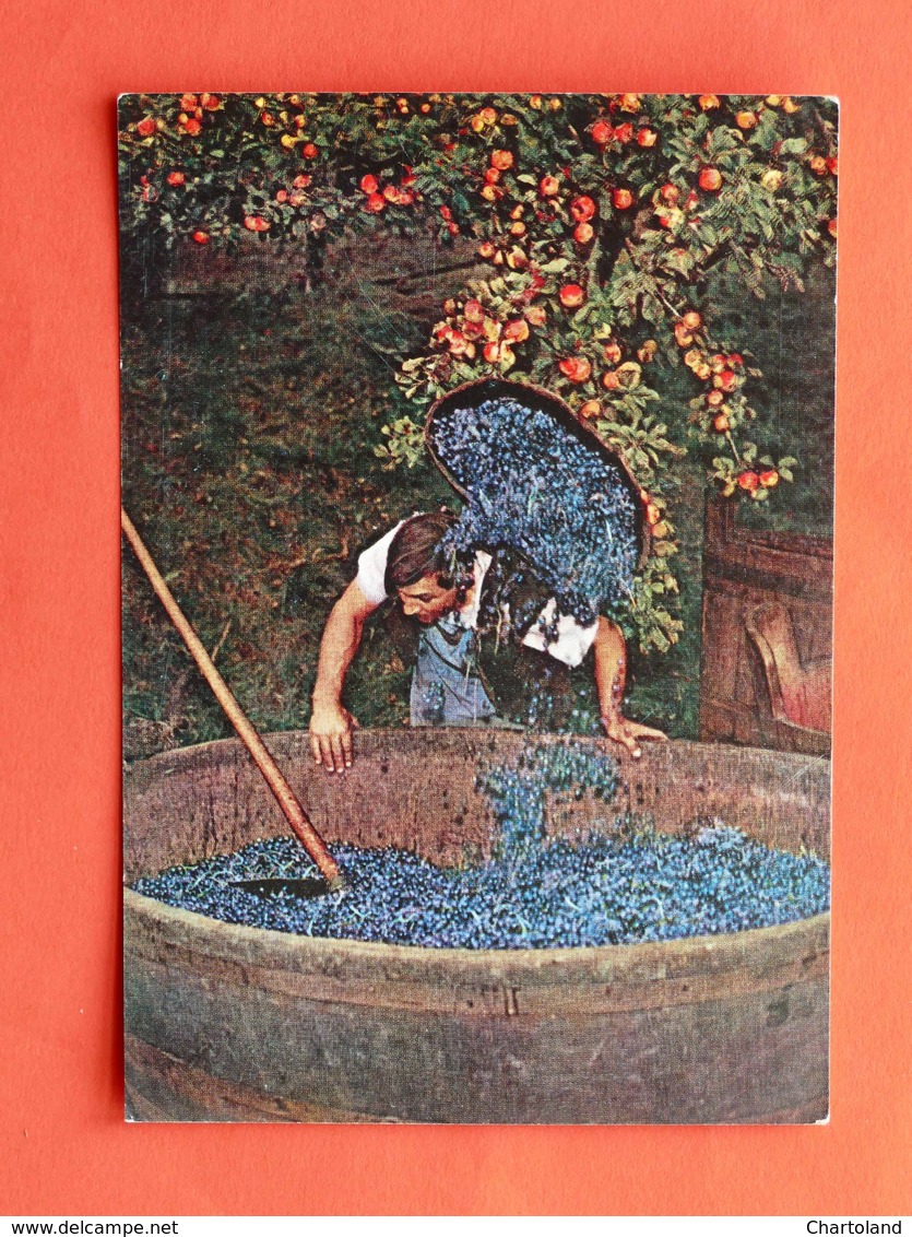 Cartolina Alto Adige - Vendemmia - 1967