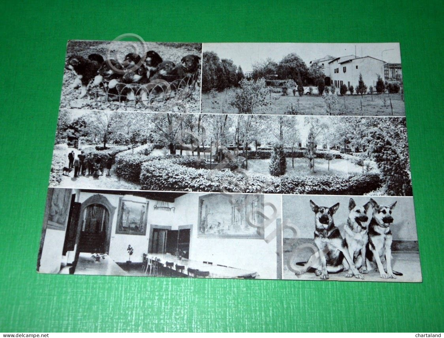 Cartolina Scandicci ( Firenze ) - Scuola Naz. Cani Guida per i Ciechi 1960 ca