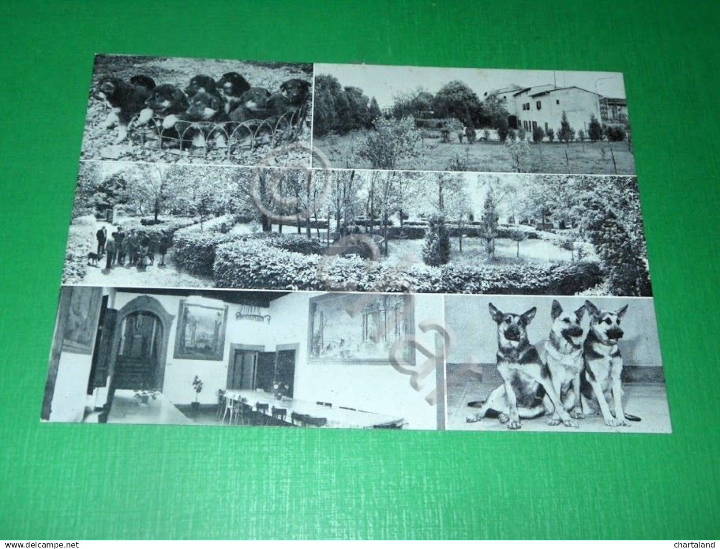 Cartolina Scandicci ( Firenze ) - Scuola Naz. cani Guida per i Ciechi 1965 ca