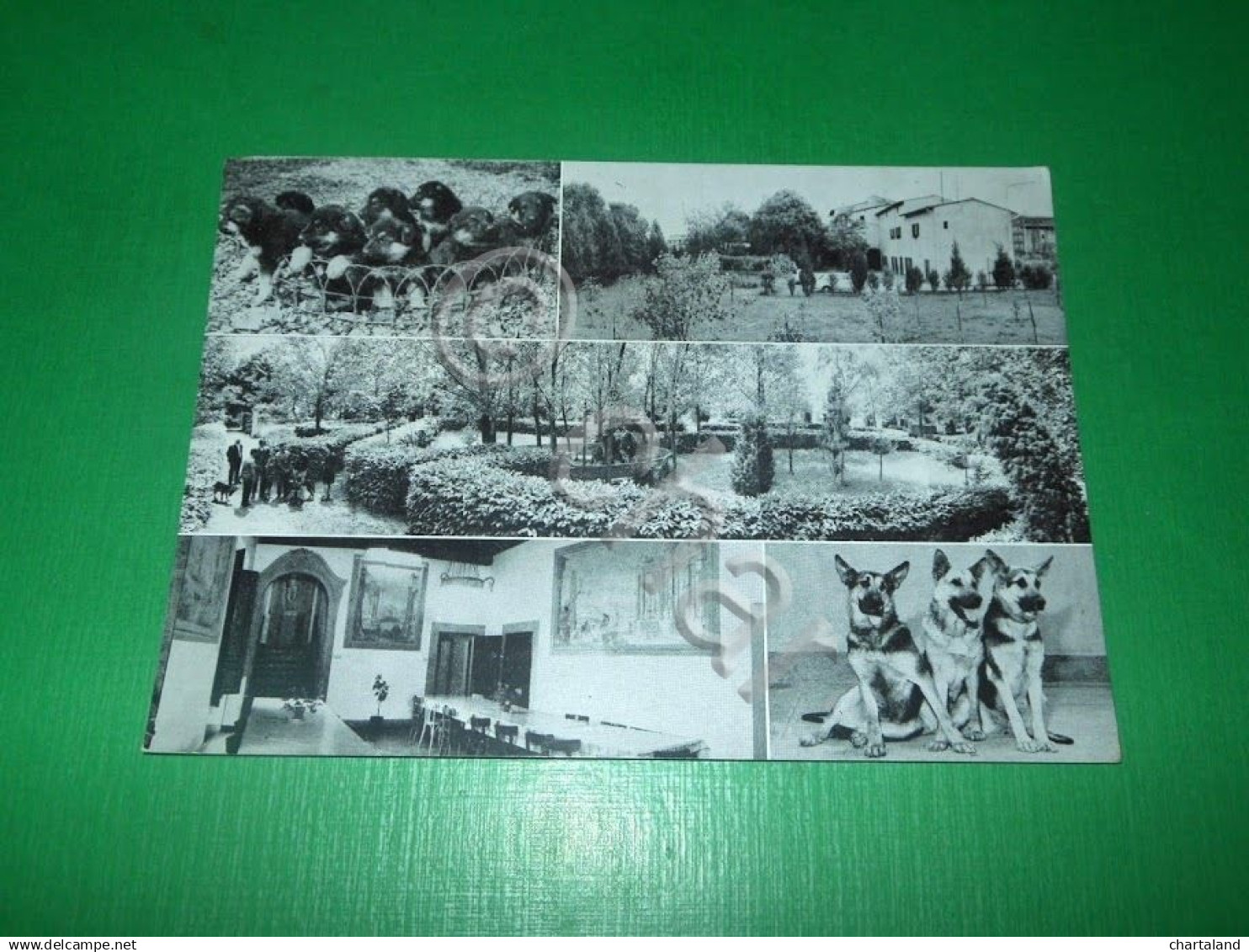 Cartolina Scandicci ( Firenze ) - Scuola Nazionale Cani Guida per i Ciechi 1965