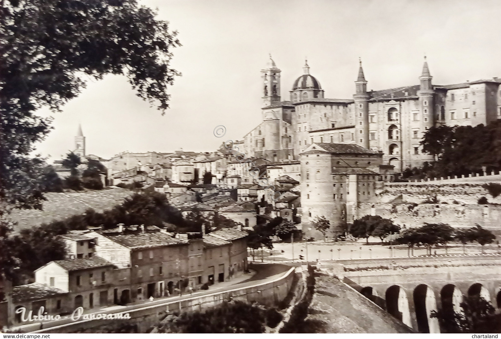 Cartolina - Urbino - Panorama - 1954
