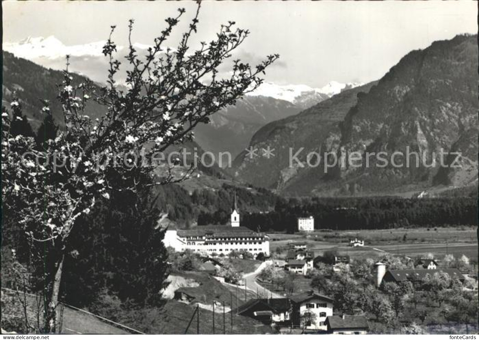 Cazis mit Ringelspitz Baumbluete