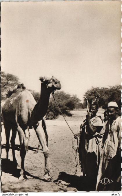 PC ABECHE UN DROMADAIRE CHAD, TCHAD ETHNIC TYPES (a27595)