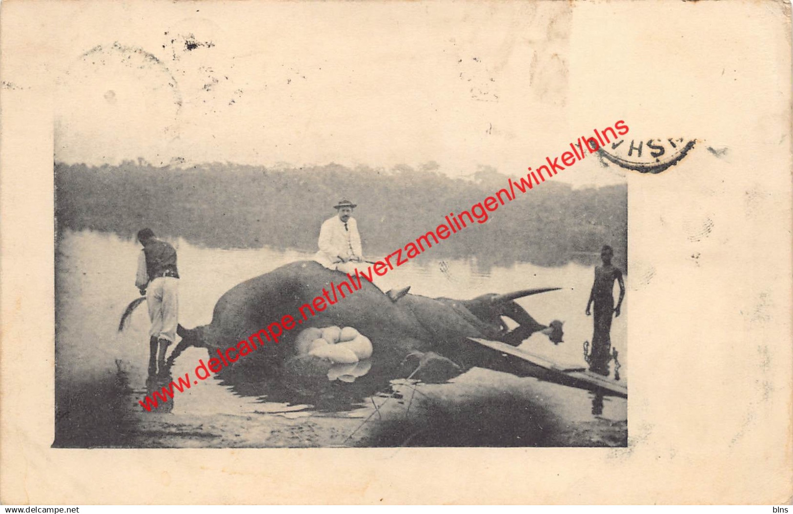 Chasse - Congo Belge Belgisch Kongo