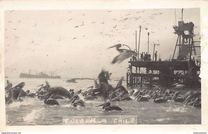 Chile - TOCOPILLA - Pelícanos - POSTAL FOTO