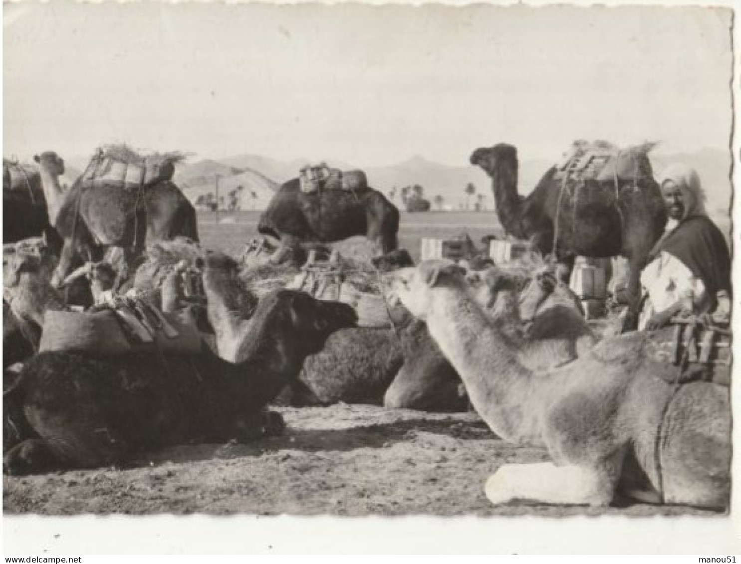 Collection Saharienne - CPSM : Chameaux baraqués en bivouac