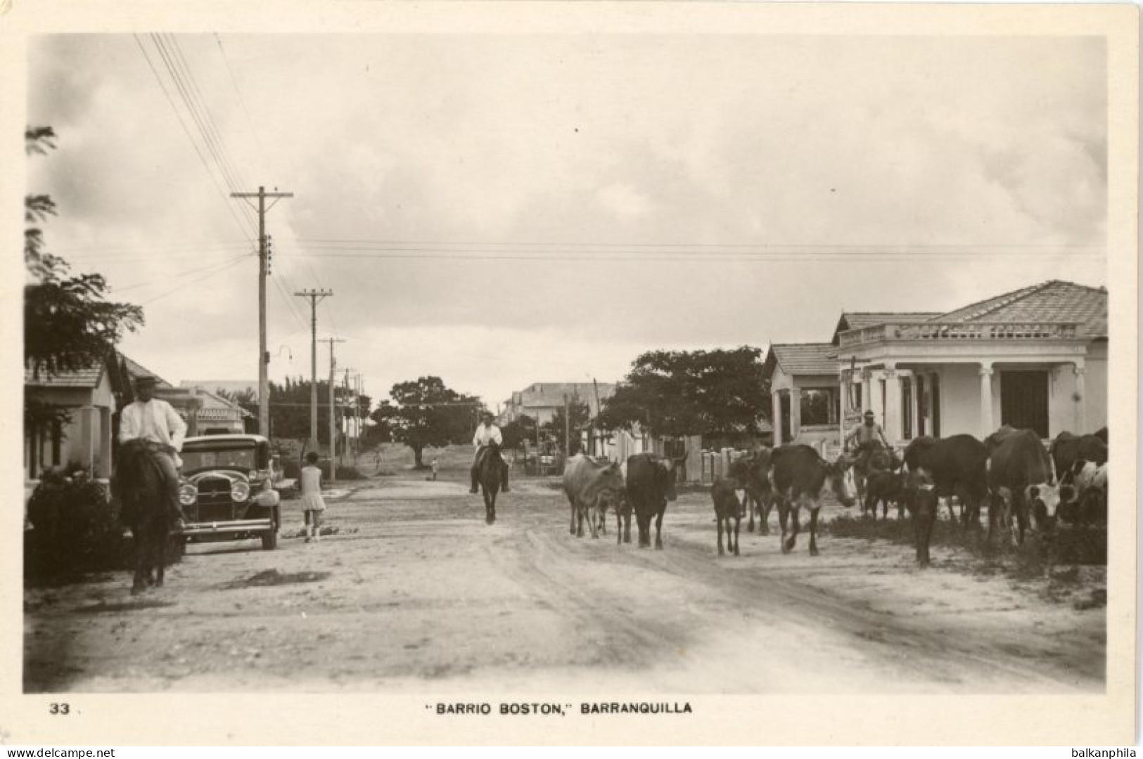 Colombia Barranquilla Boston Cattles on Street