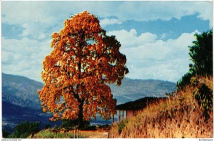 CPA  Carte Postale  Colombie Envigado Antioquia  Guayacan   VM109107