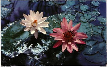 CPA  Carte Postale  Colombie Medellin  Anualmente se celebra en esta ciudad la Feriade las Flores    VM109106
