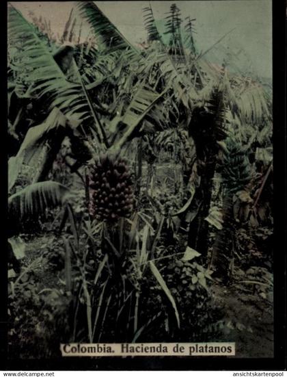 Photo Kolumbien, Hacienda de platanos, Bananenstauden
