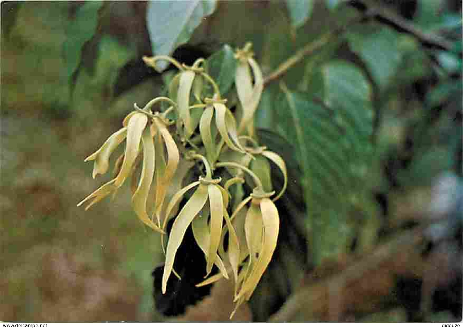 Comores - Anjouan - Fleur d'Ylang - CPM - Voir Scans Recto-Verso