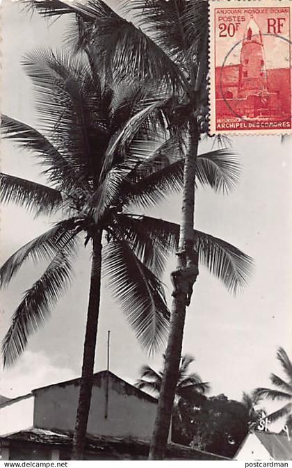 Comores - GRANDE COMORE - Grimpades de cocotiers - Ed. Stavy 984