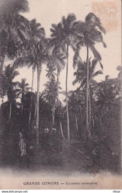 GRANDE COMORE(ARBRE)