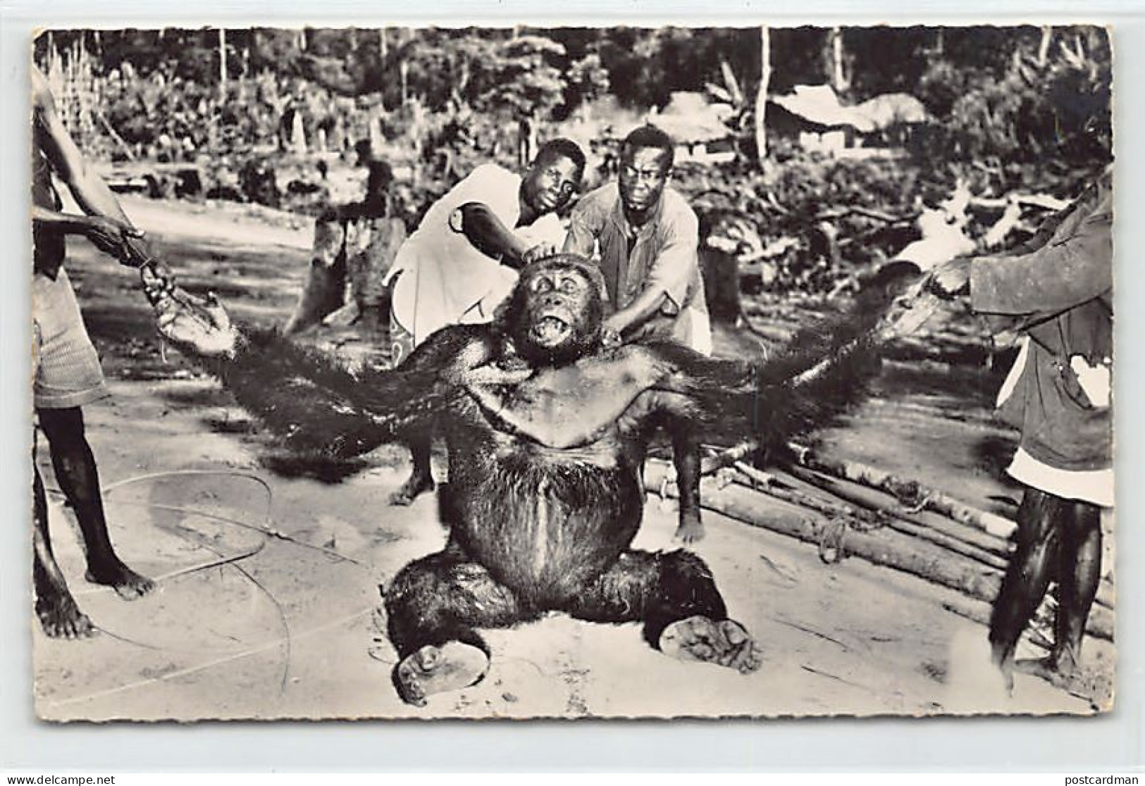 Congo Belge - Gorille mâle adulte - Ed. Hoa-Qui 1516