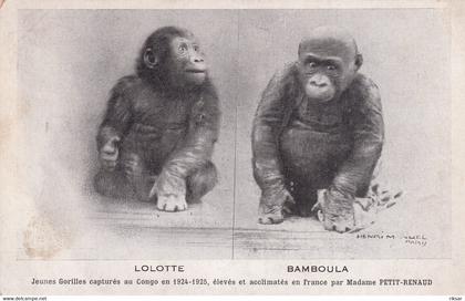 CONGO(GORILLE)
