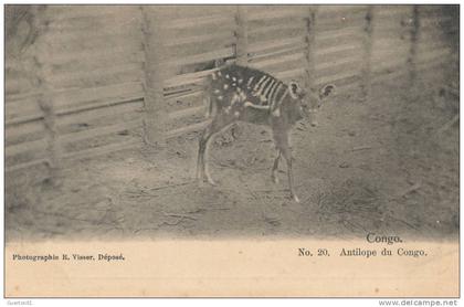 ( CPA AFRIQUE )  CONGO  /  Antilope du Congo  -