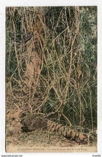 AK 202365 CONGO - Congo Francais - Un lacis de lianes dans le Foret Vierge
