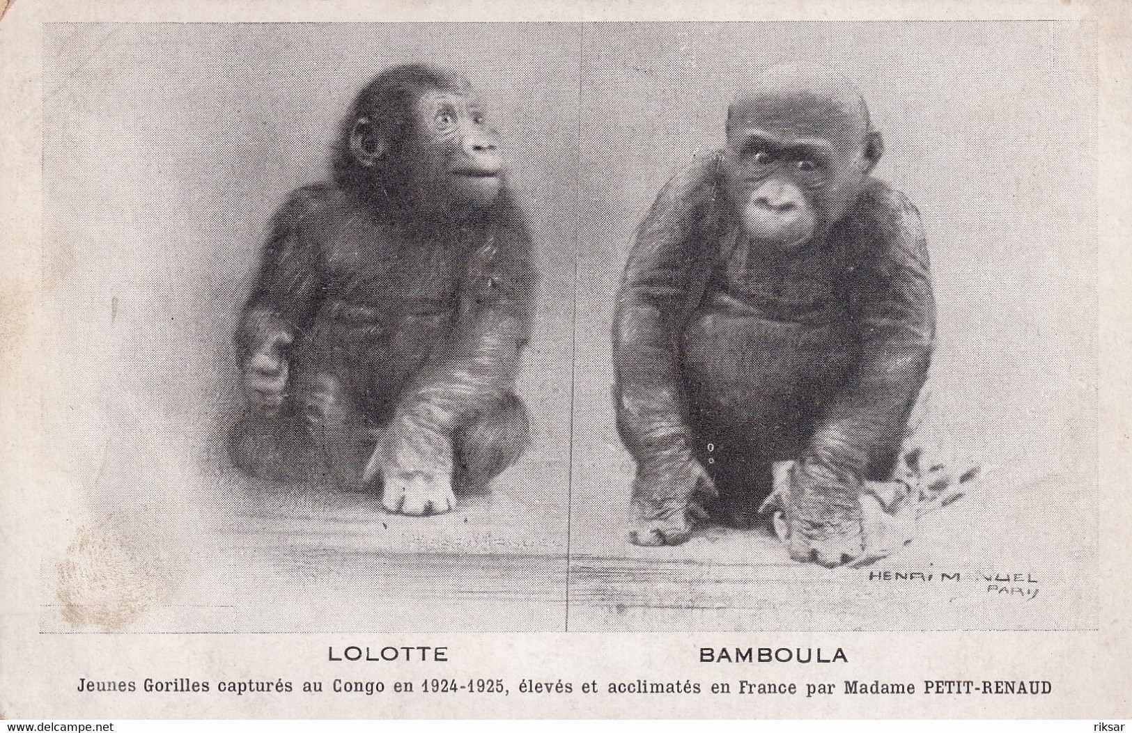 CONGO(GORILLE)