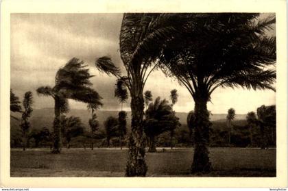 Congo Belge - Palmiers ans la To