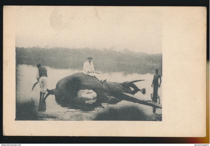 BELGISCH CONGO   BAD VAN OLIFANT