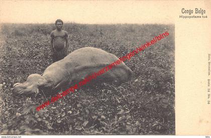 Hippopotame tué - Congo Belge Belgisch Kongo