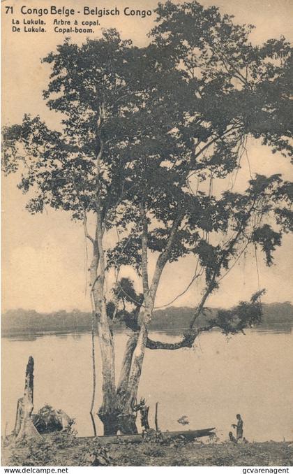 BELGISCH CONGO    DE LUKULA  COPAL BOOM