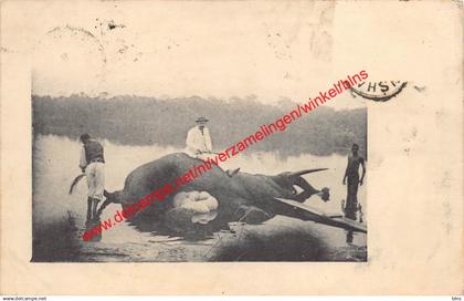 Chasse - Congo Belge Belgisch Kongo