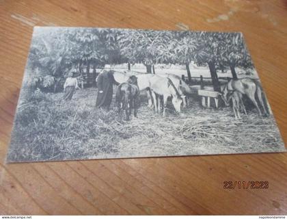 Congo Belge, Belgisch Congo, Moanda en omstreken, uit de kudde