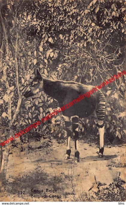 Okapi - Congo Belge Belgisch Kongo