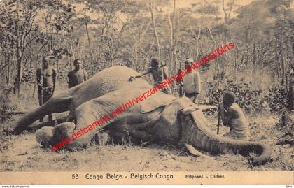 Elephant - olifant - Congo Belge Belgisch Kongo