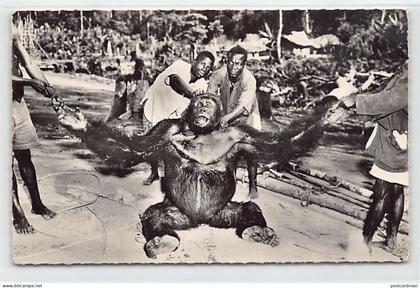 Congo Belge - Gorille mâle adulte - Ed. Hoa-Qui 1516