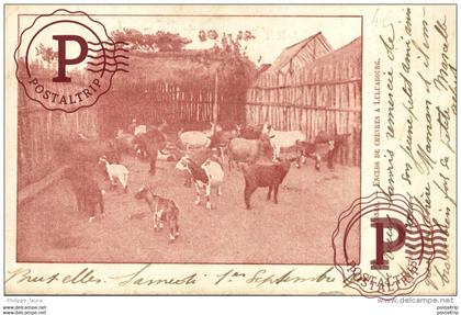 CONGO - LULUABOURG - Enclos de Chèvres à Luluabourg