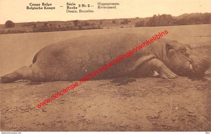 Hippopotame - Congo Belge Belgisch Kongo