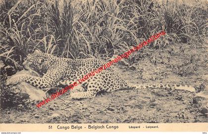 Léopard luipaard - Congo Belge Belgisch Kongo