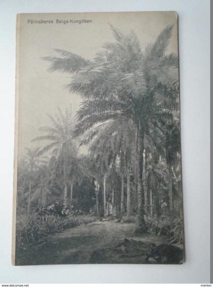 D155858  Congo Belge - Belga Kongó - Pálmaberek - Ed. Visszhang Afrikából - Budapest Hungary  ca 1910-20