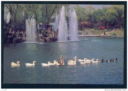 109003 / Pyongyang - POND - DUCK SWAN - North Korea Corée du Nord PC postcard mint AK
